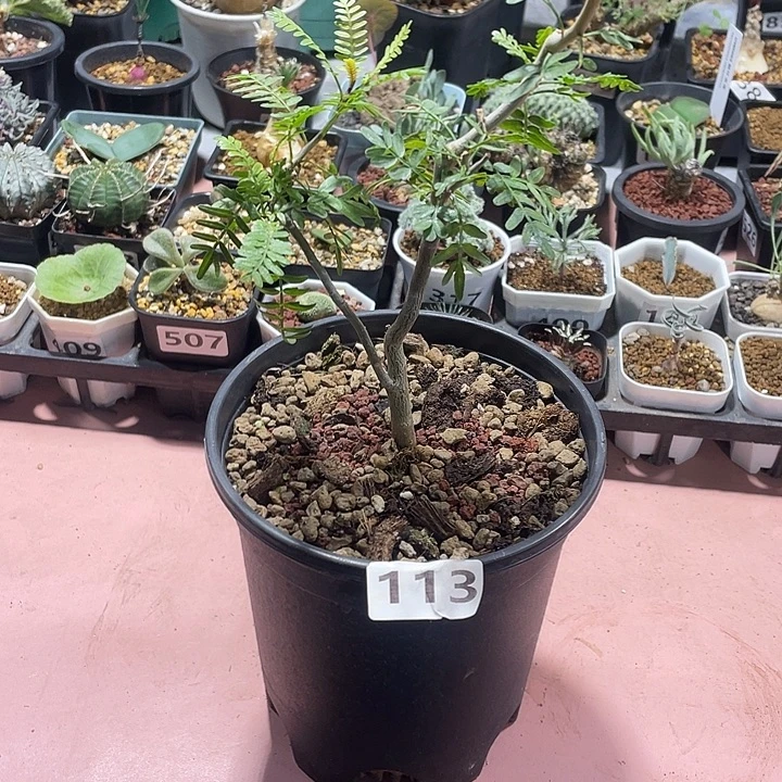 113羽叶没药橄榄块根