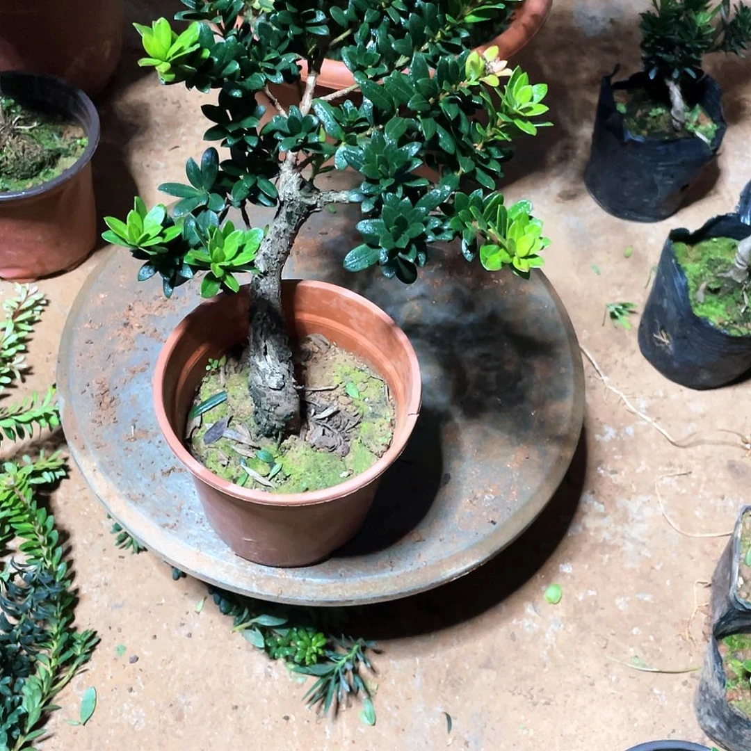 无***谓无花朵罗汉松盆景罗汉松