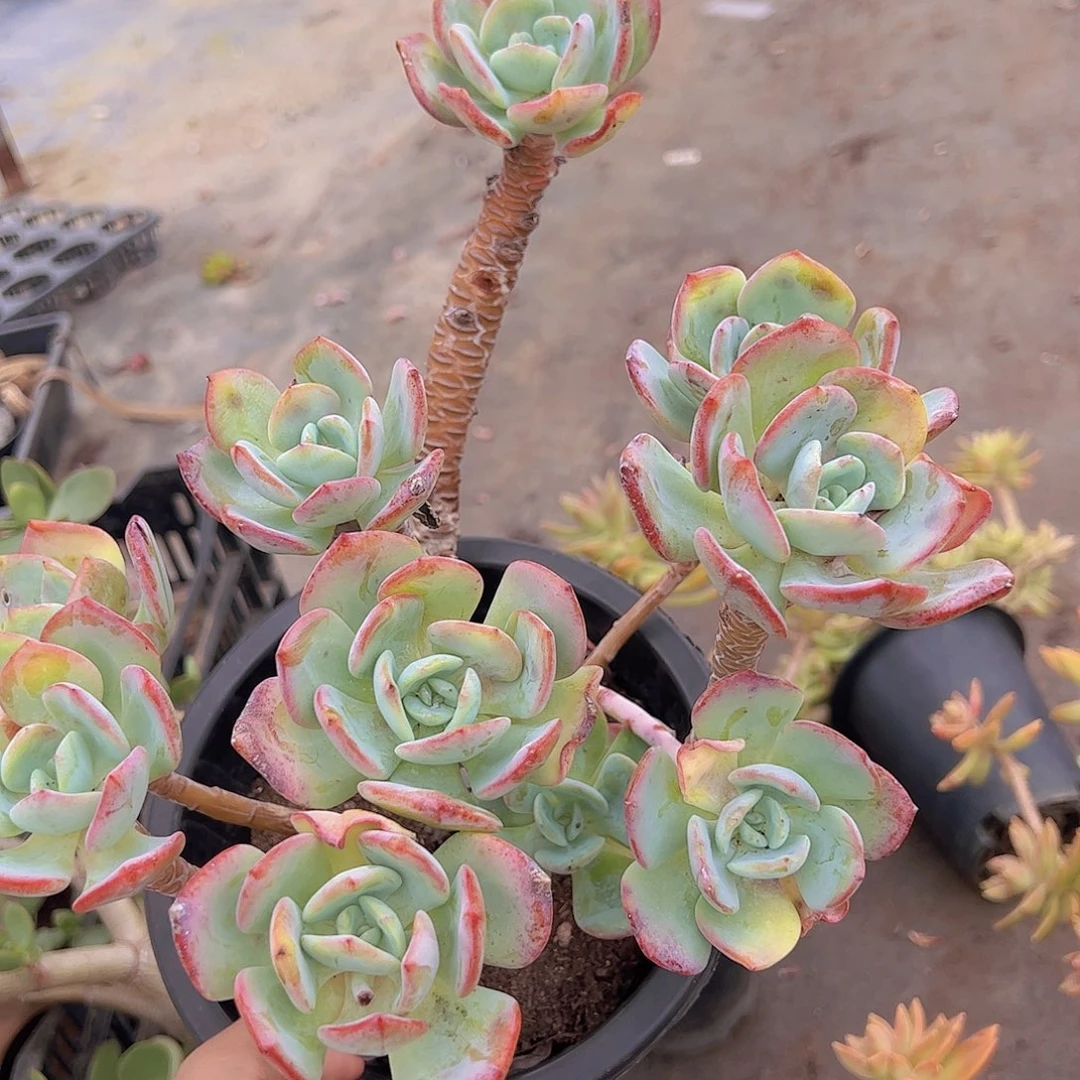 白月光多头大盆群生老桩大长腿