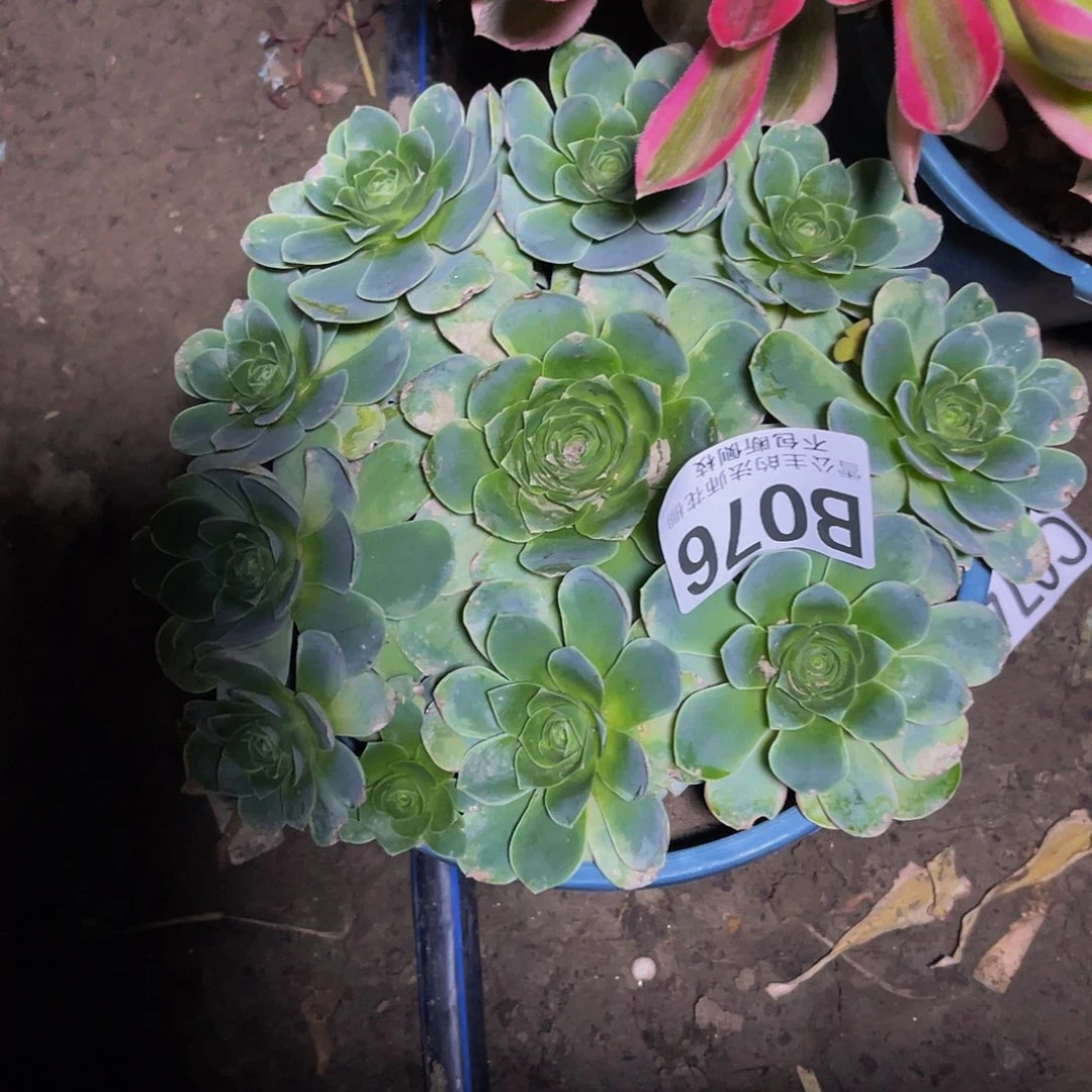 法师法师15–17包邮法师