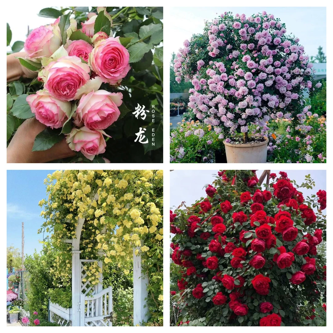 裸根修剪60厘米爬藤月季花四季开花地栽盆栽绿植花卉