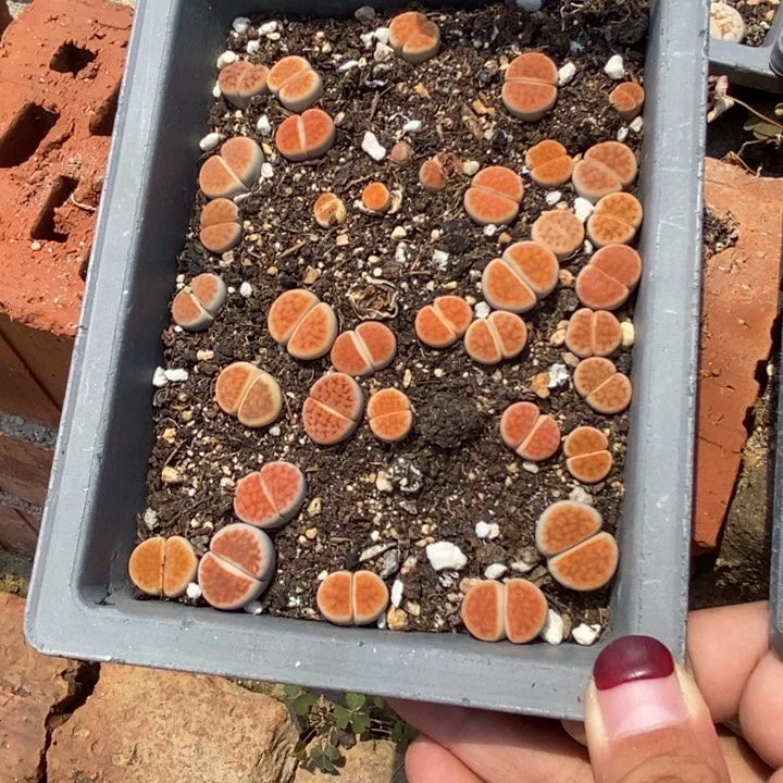 雨***）生石花等植物的生长发育419