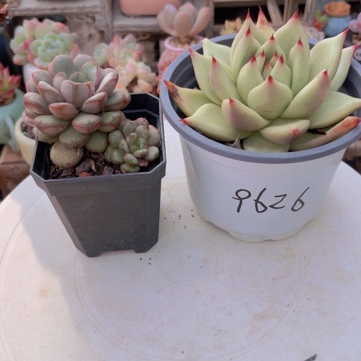 欢****一物一拍编号9626 9626