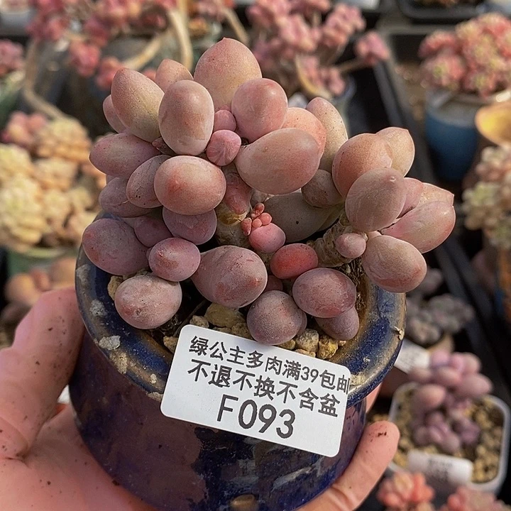 汤圆树7cm093多肉植物