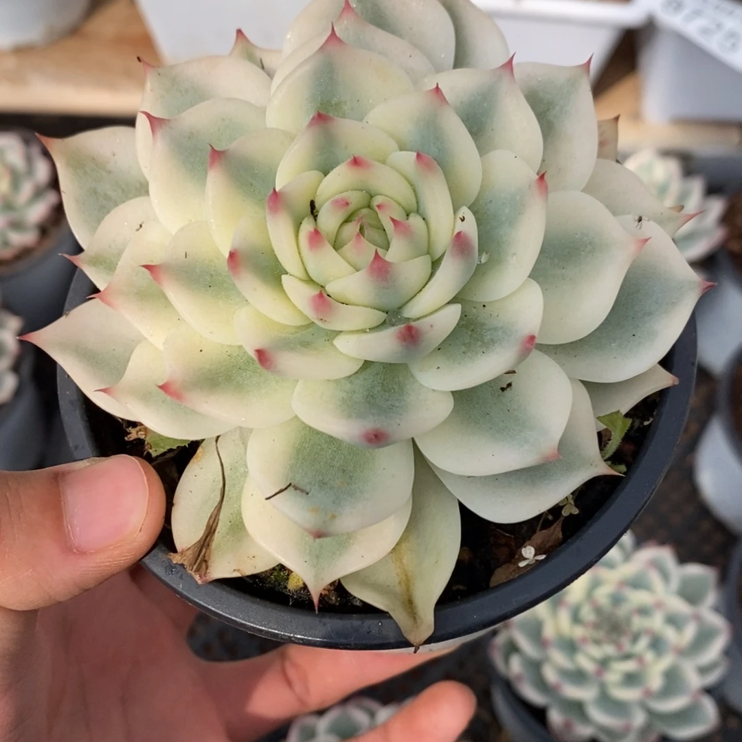 吉娃娃锦多肉植物8734