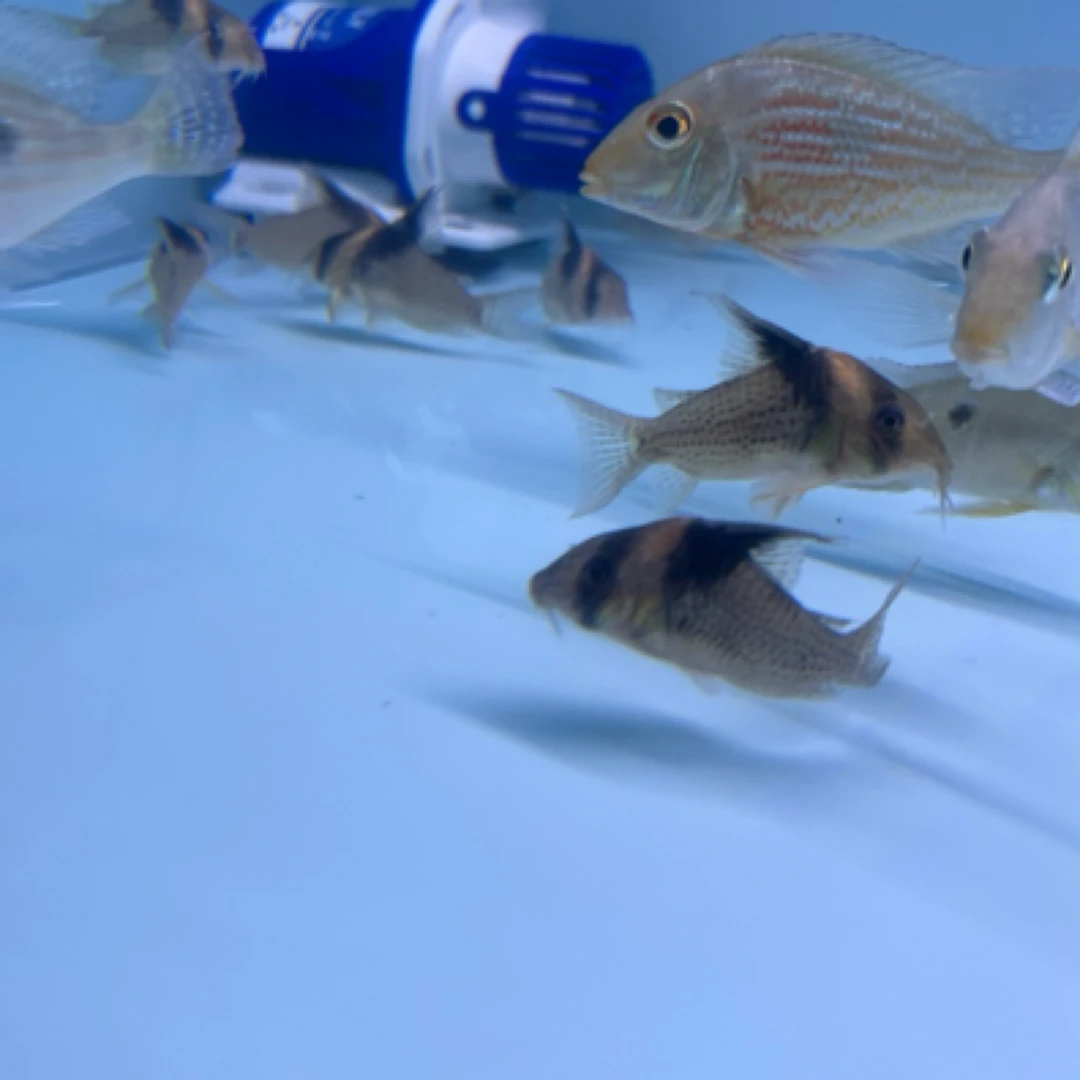 南美野生鼠鱼热带观赏鱼