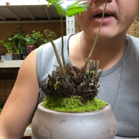 红陶黑*亮一物一拍所见即所得250