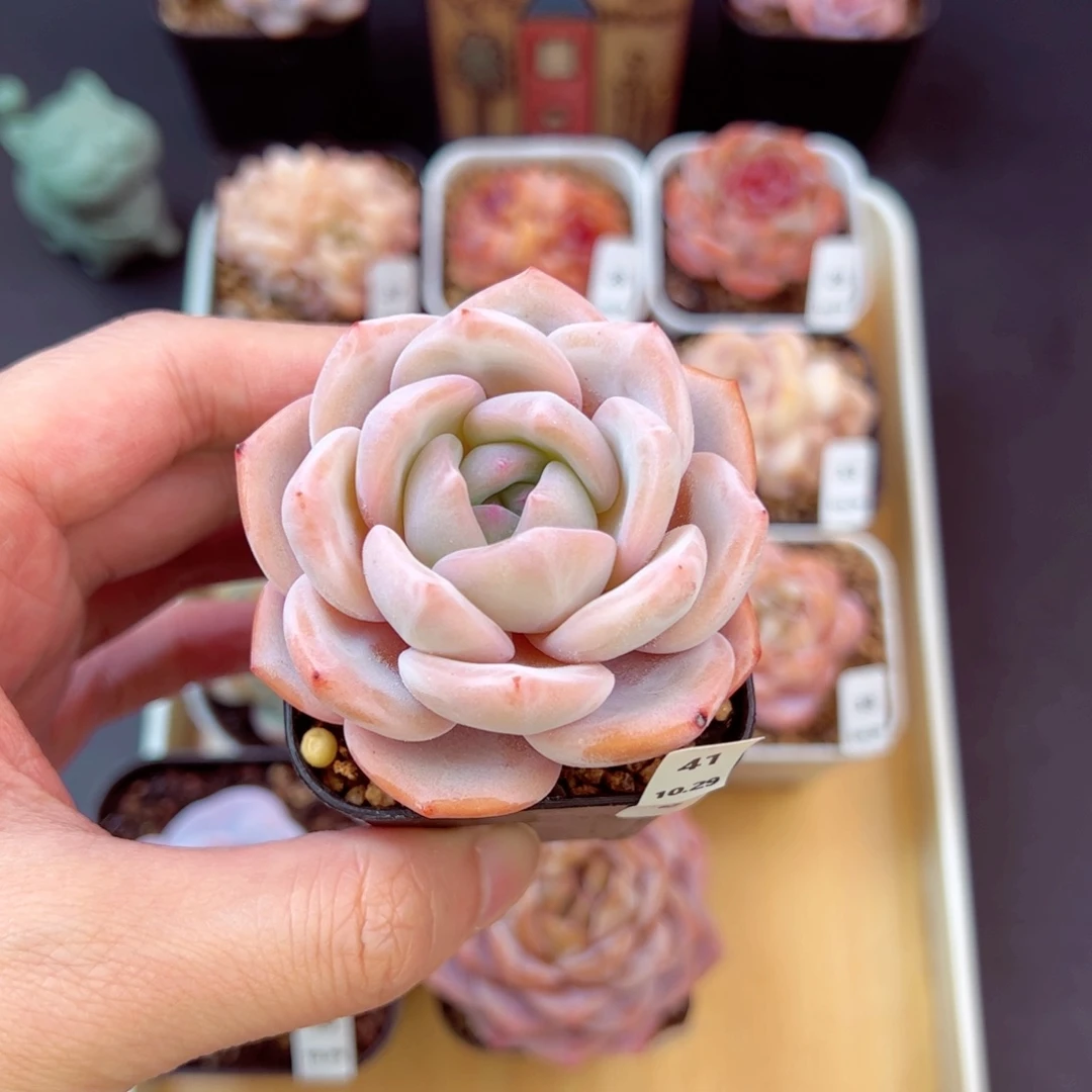 奶茶41、哈哈哈哈哈