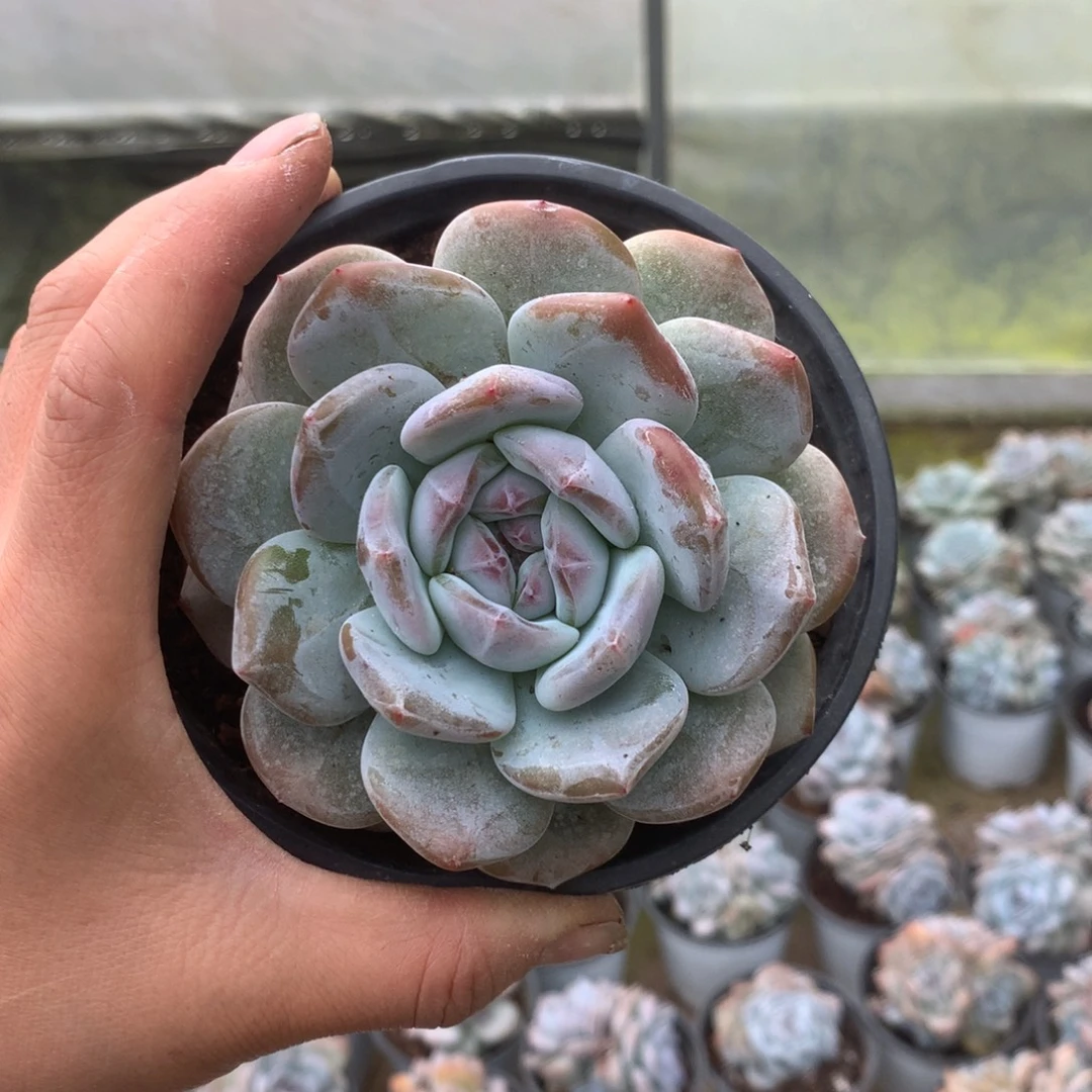 可***️无花朵仙女哈哈哈哈哈哈哈