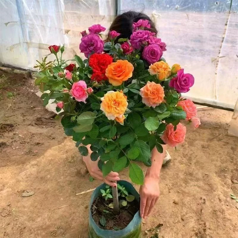 棒棒糖树桩月季花大花浓香型的耐寒植物