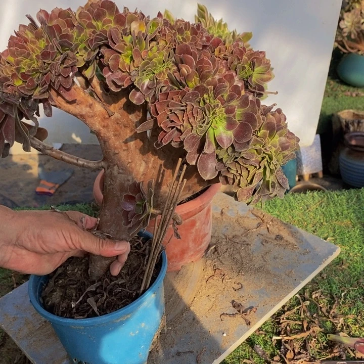 春***：完全开放598号欧紫➕女神1颗多肉