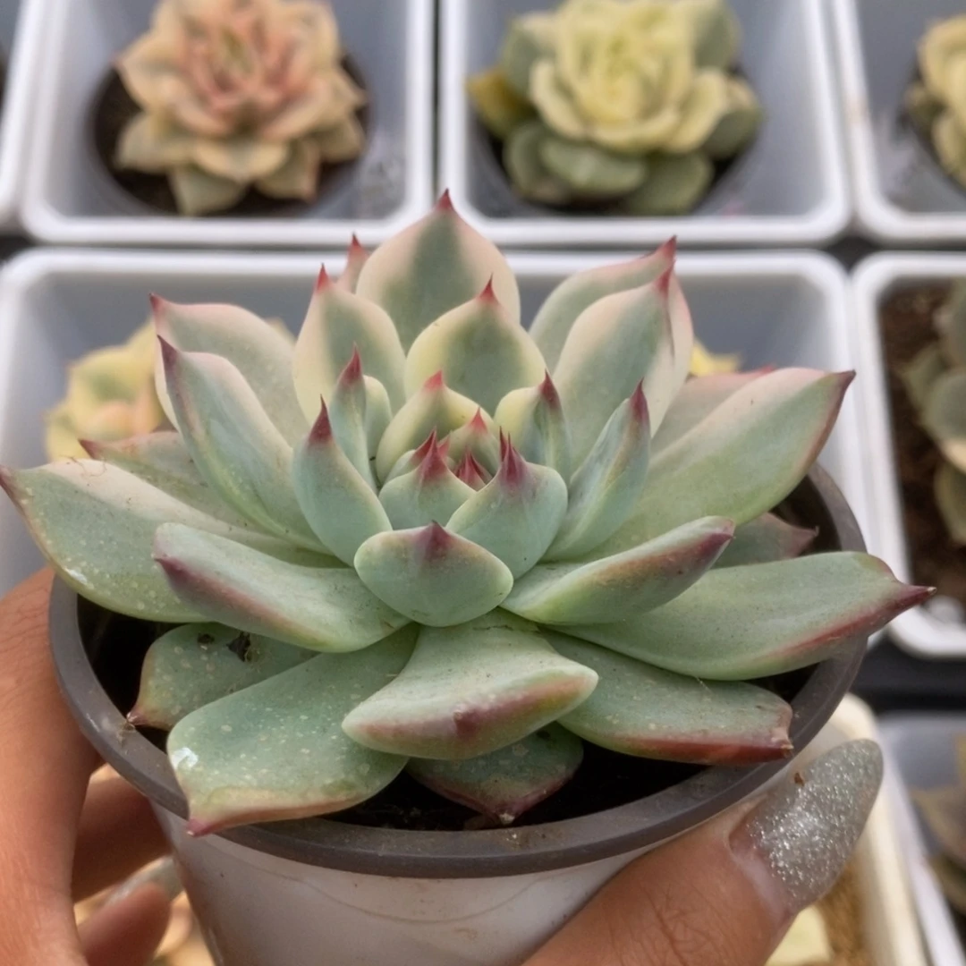 113锦锦锦锦锦锦锦锦