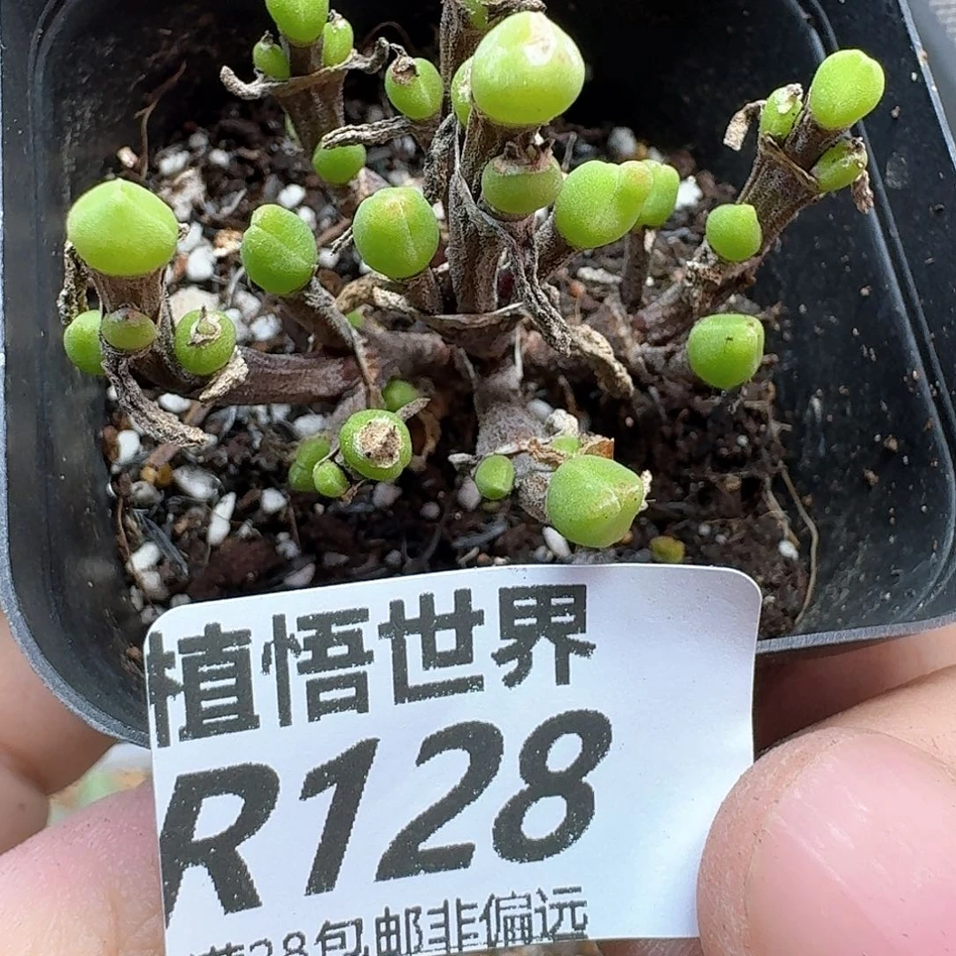 多肉植物电热水器f