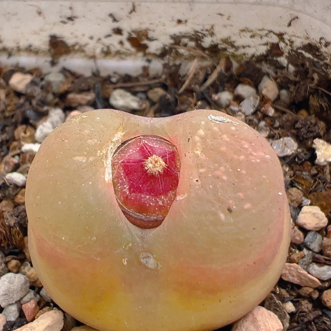 李**球52多肉植物百科知识