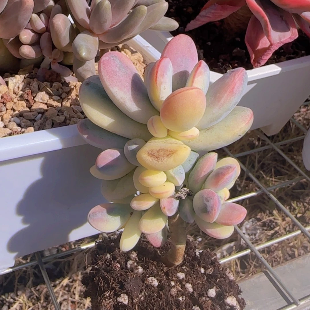 【闪购商品】乒乓福娘锦