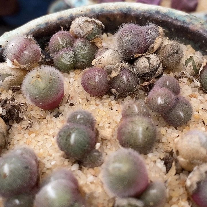 史蒂芬尼毛球1颗脱皮2头以上