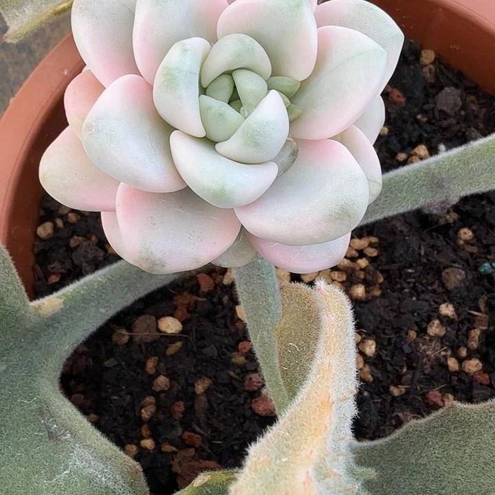 花斑鹿锦多肉锦植物