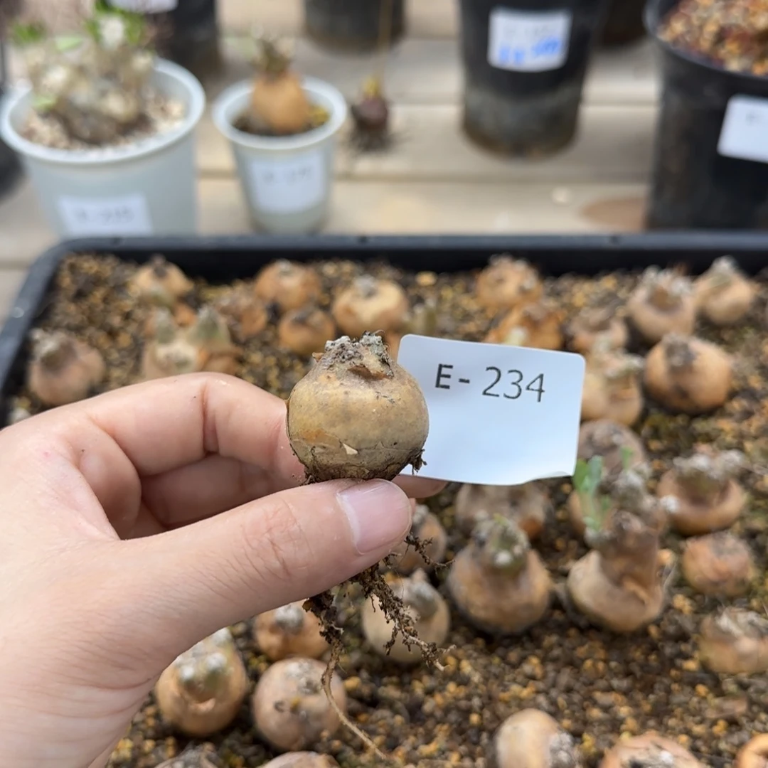 234 开普敦厚敦菊块根