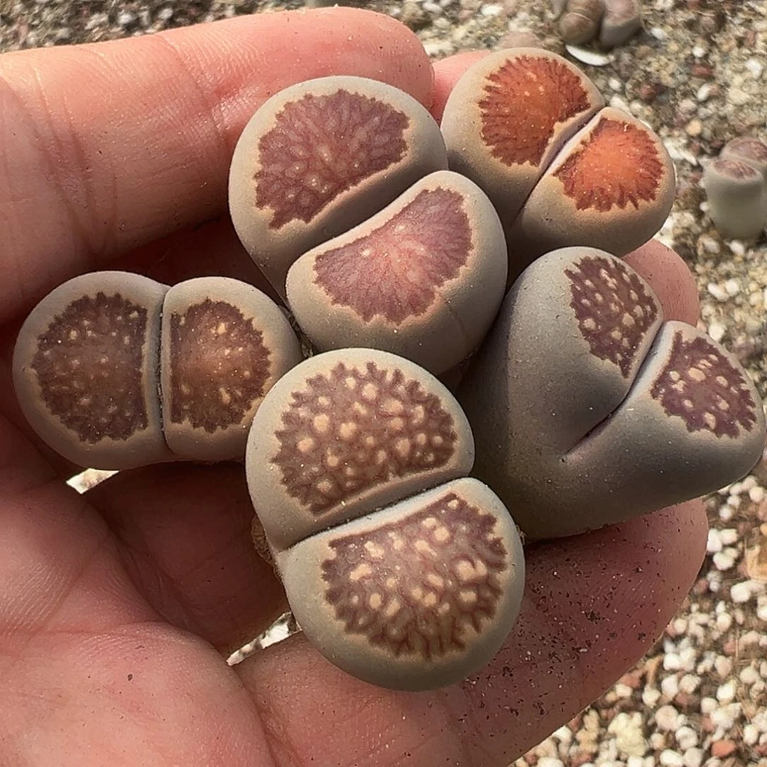 1805菊福利5可2厘米以上