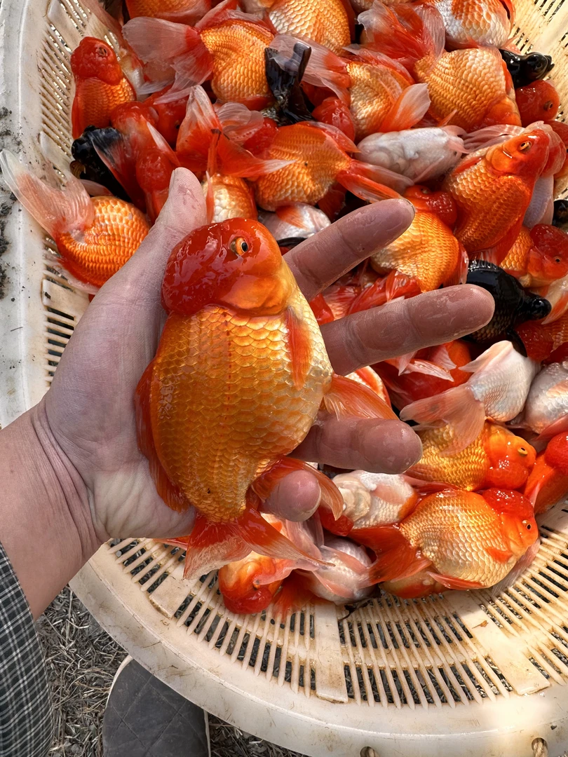 随机金鱼一条国师玉兔冷水淡水鱼