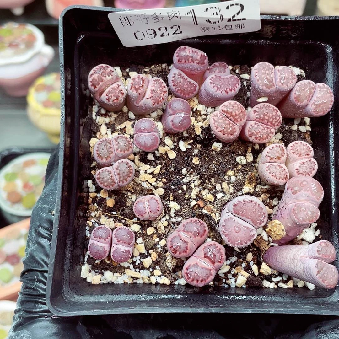 生石花满18包邮0922-132