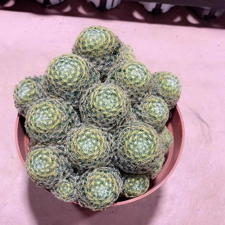 293超大多头明星群