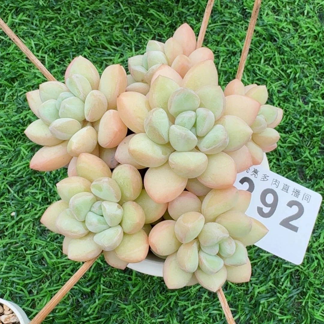 泡泡糖      愿你一路坦途，乘风破浪展宏图