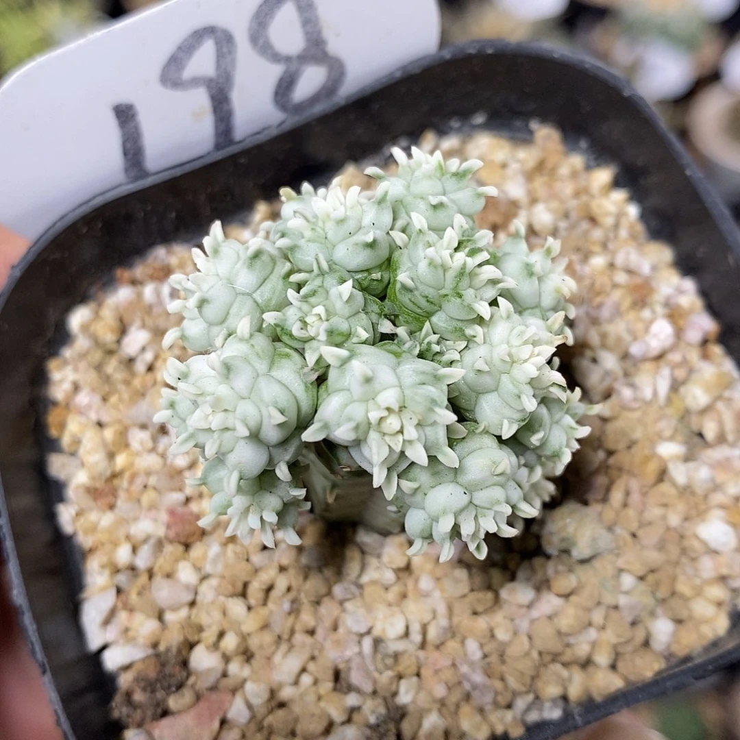 白桦麒麟198号 3.5cm