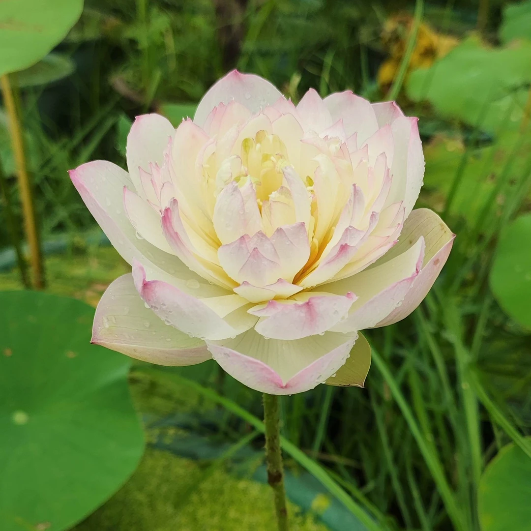 【雪华绮梦】25年自育新品不可思藝de盆栽花园复色重瓣碗莲荷花