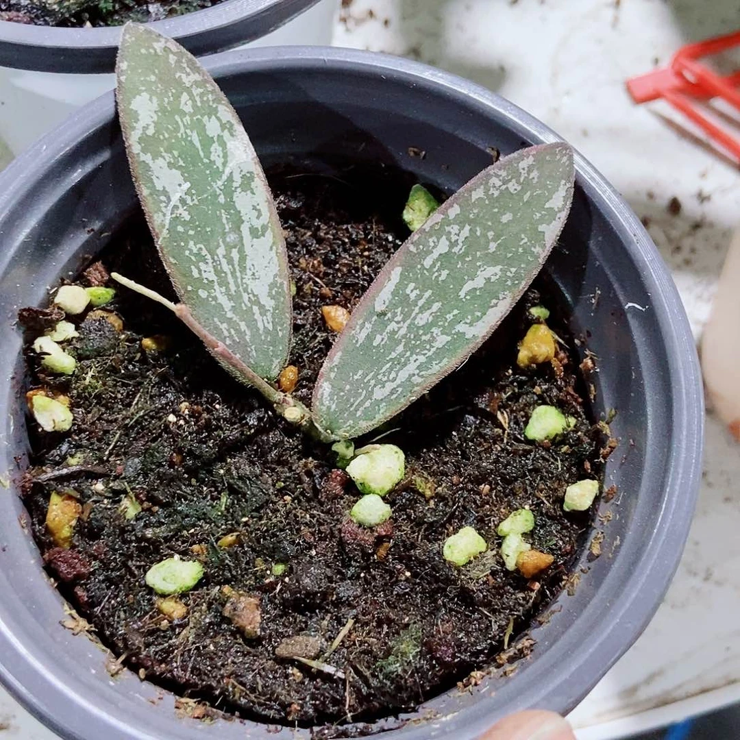 完全开放斑印外锦一物一拍