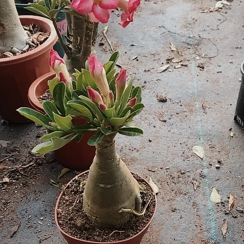 【闪购商品】知****6绿植