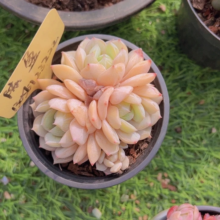 健健康康平平安安