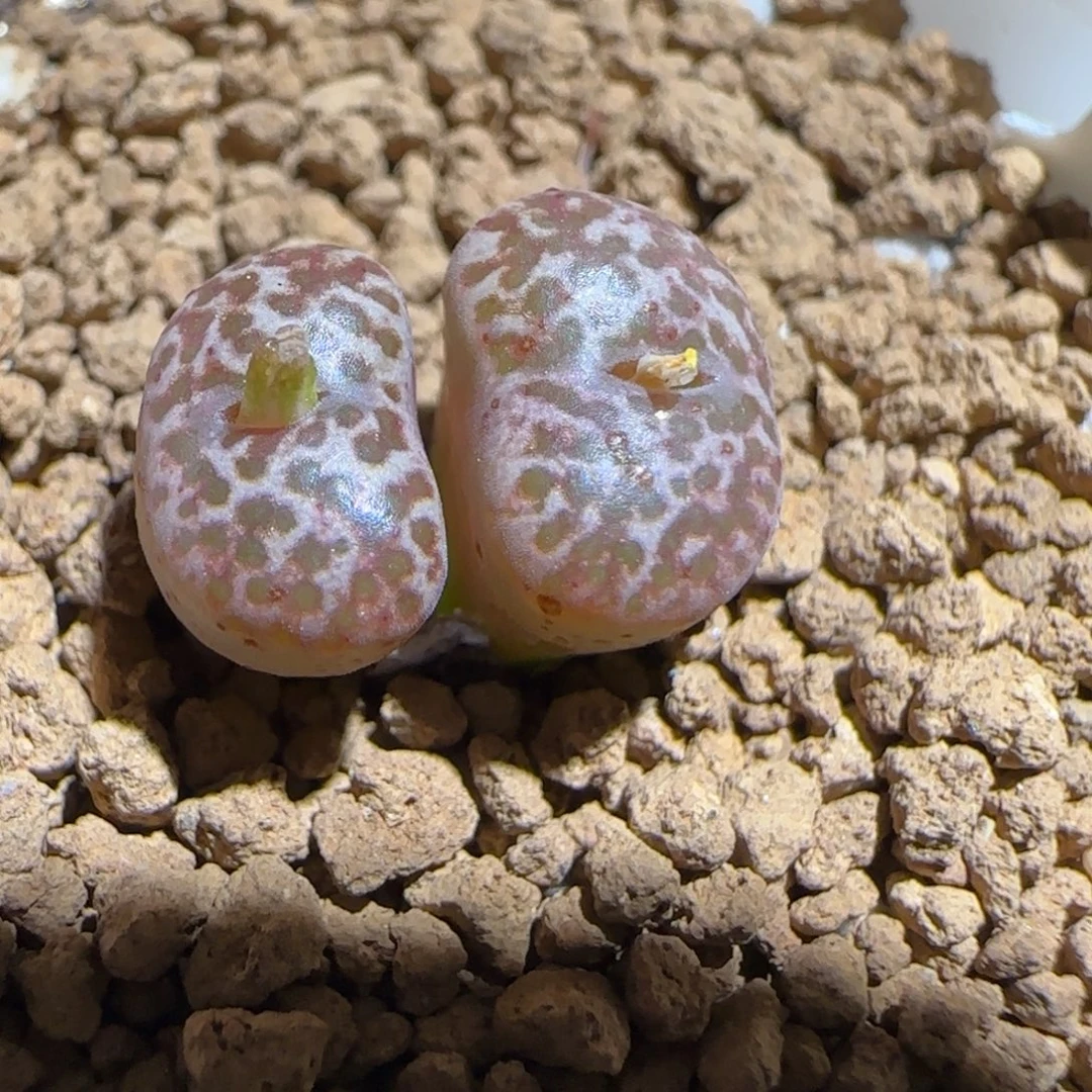 肉锥多肉植物组合-豹纹鸟626