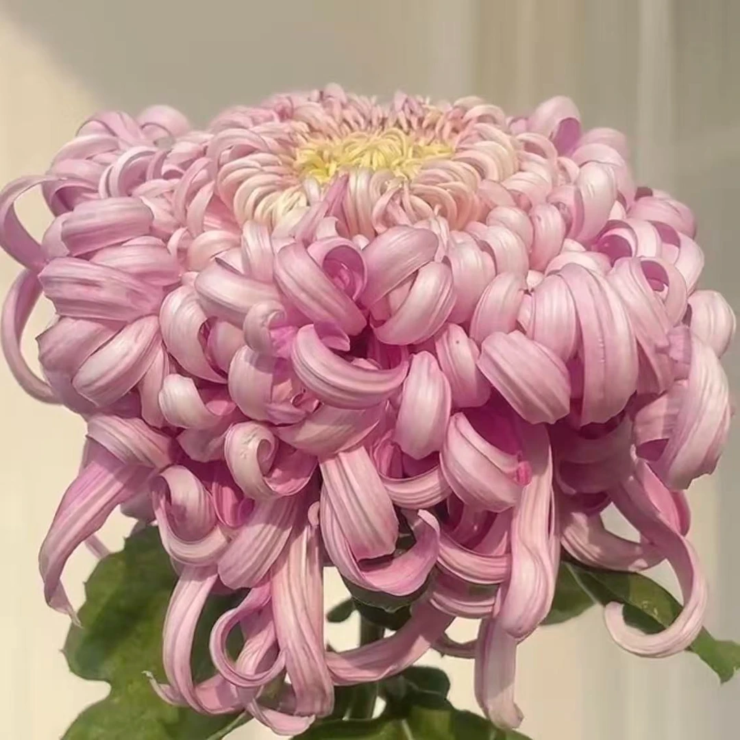 【豪滨佳丽】稀有品种菊花盆栽菊苗耐寒植物开花大菊花带花苞