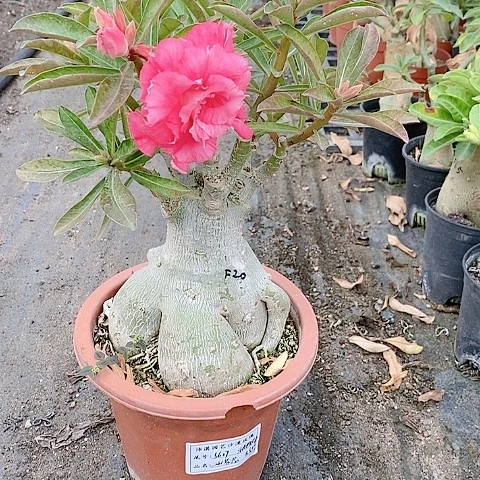 【闪购商品】无花朵雅**赏