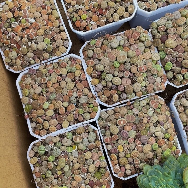 生石花带盆土发货