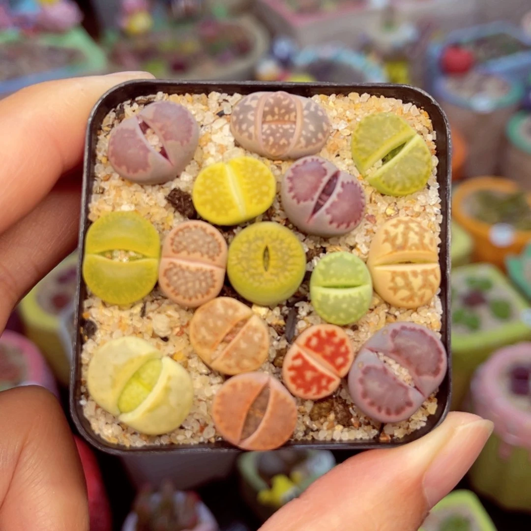 128. 457856766667778888877666