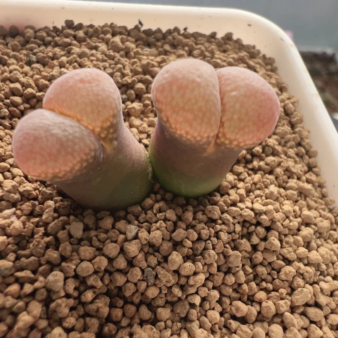 040号福利特特特束