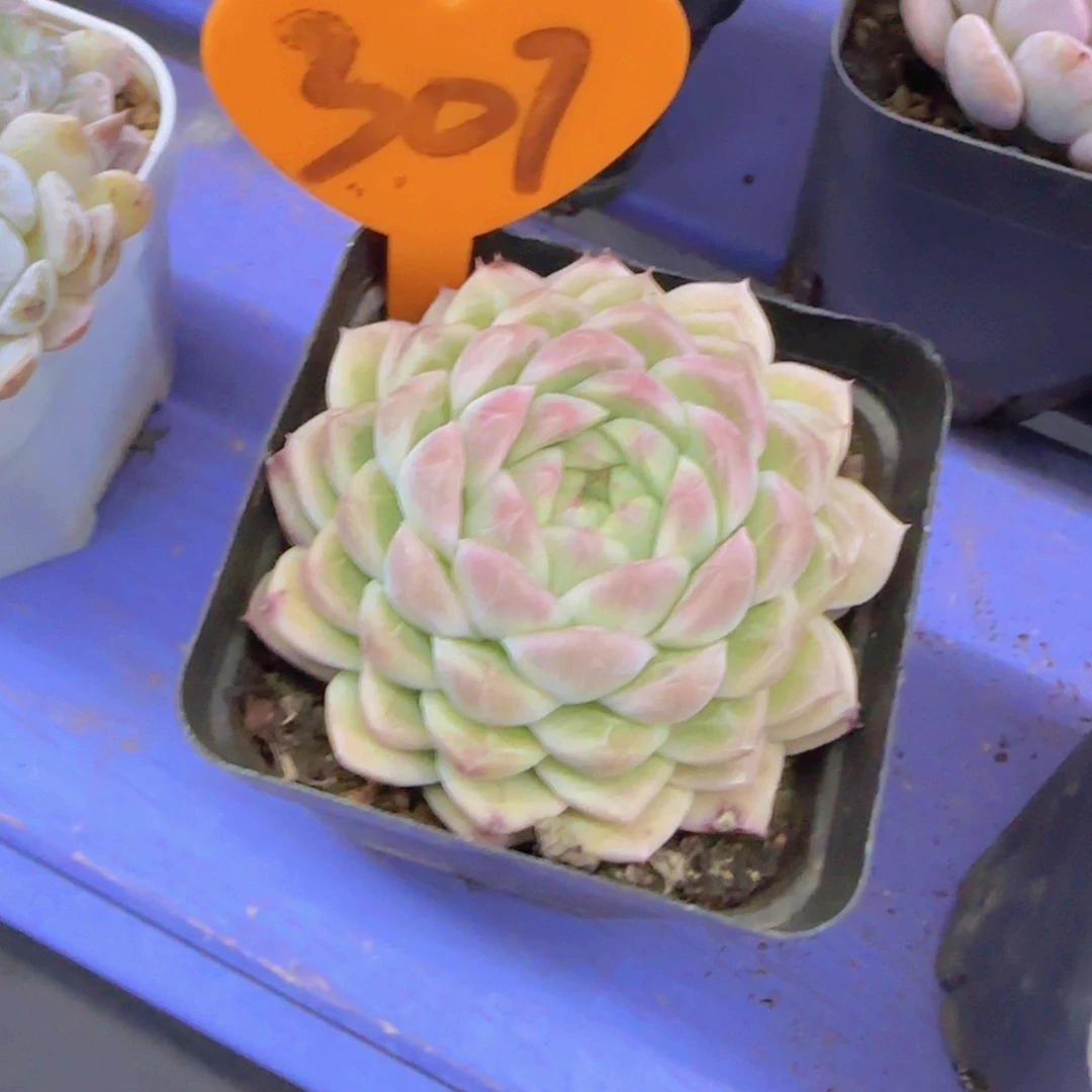 大**潘307多肉植物一物一拍