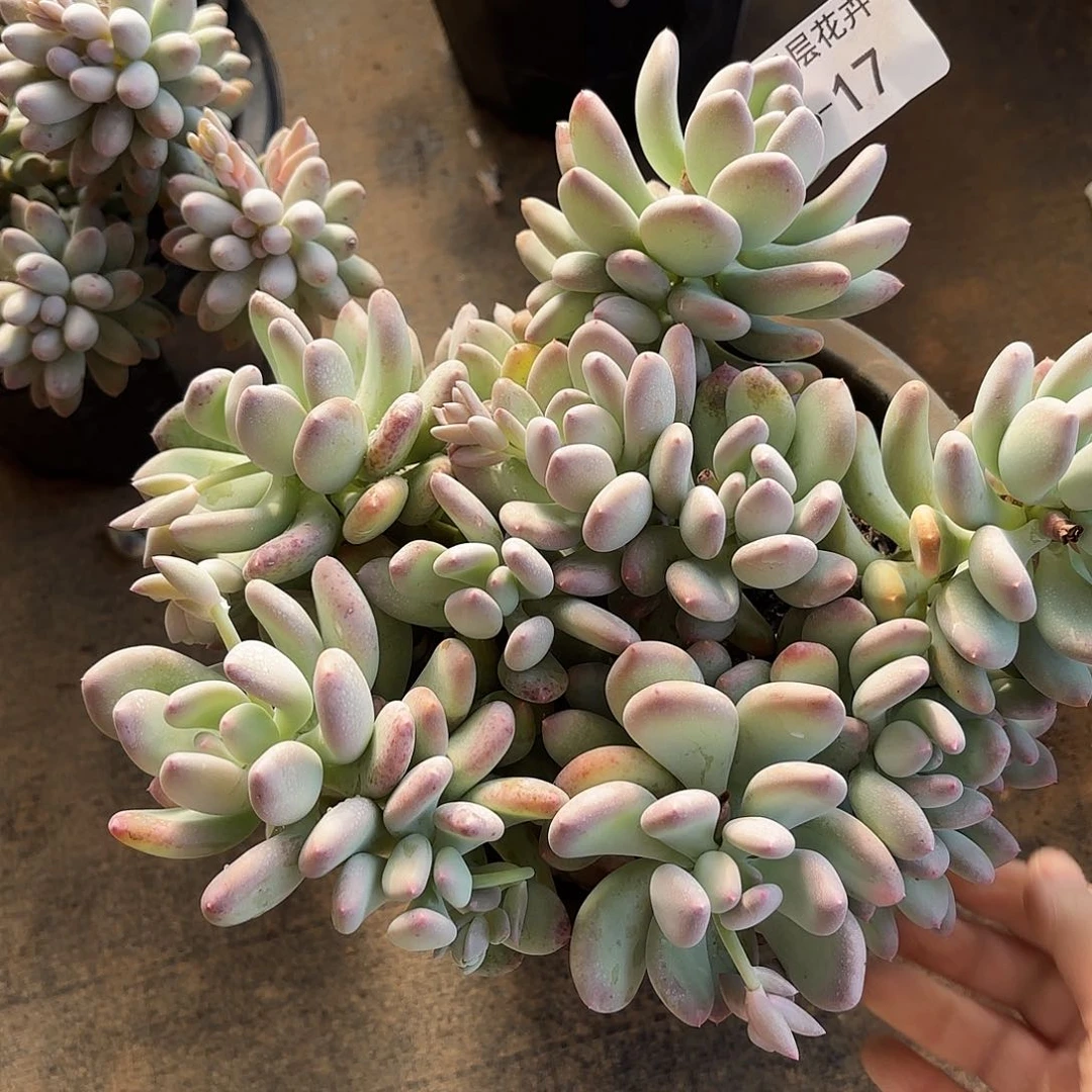 同温层多肉三日月17