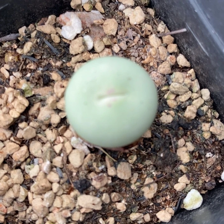 1730大型嘟嘴一颗。