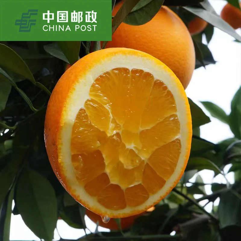 正宗百色乐业高山脐橙新鲜现摘甜橙当季水果产地直发
