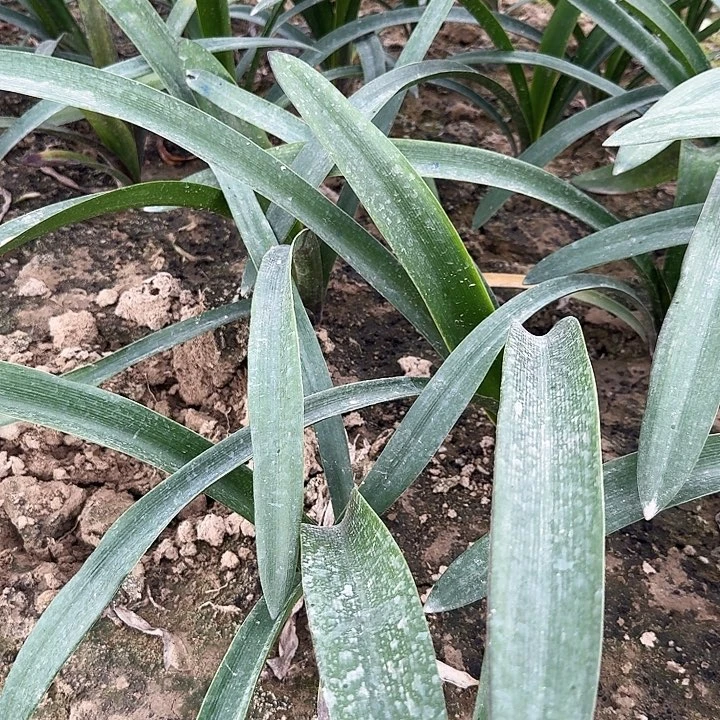 霓见星朱顶红一棵4+  剪叶发货