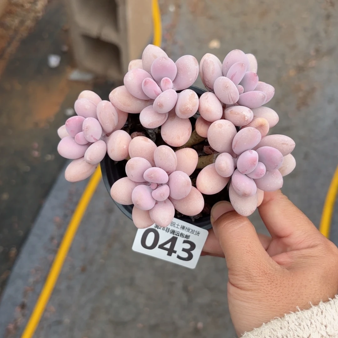 月***楼糖果桃蛋无盆土发货
