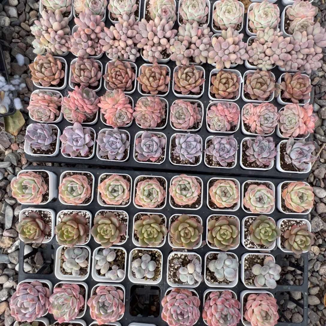 五盆小多肉 满30包邮发货