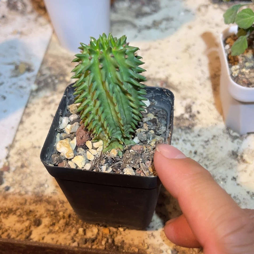 海胆大戟一物一拍