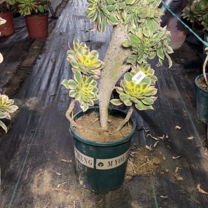 路***360灿烂缀多肉多肉多肉多肉