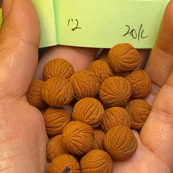 吊坠桃核秦岭龙纹桃核