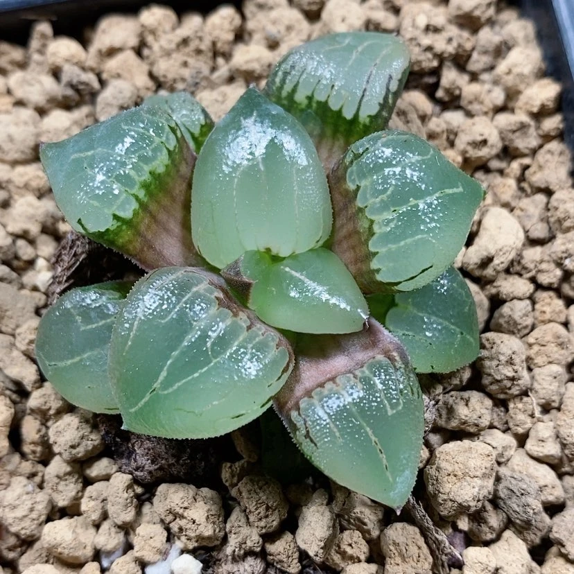 【闪购商品】103新糯阿