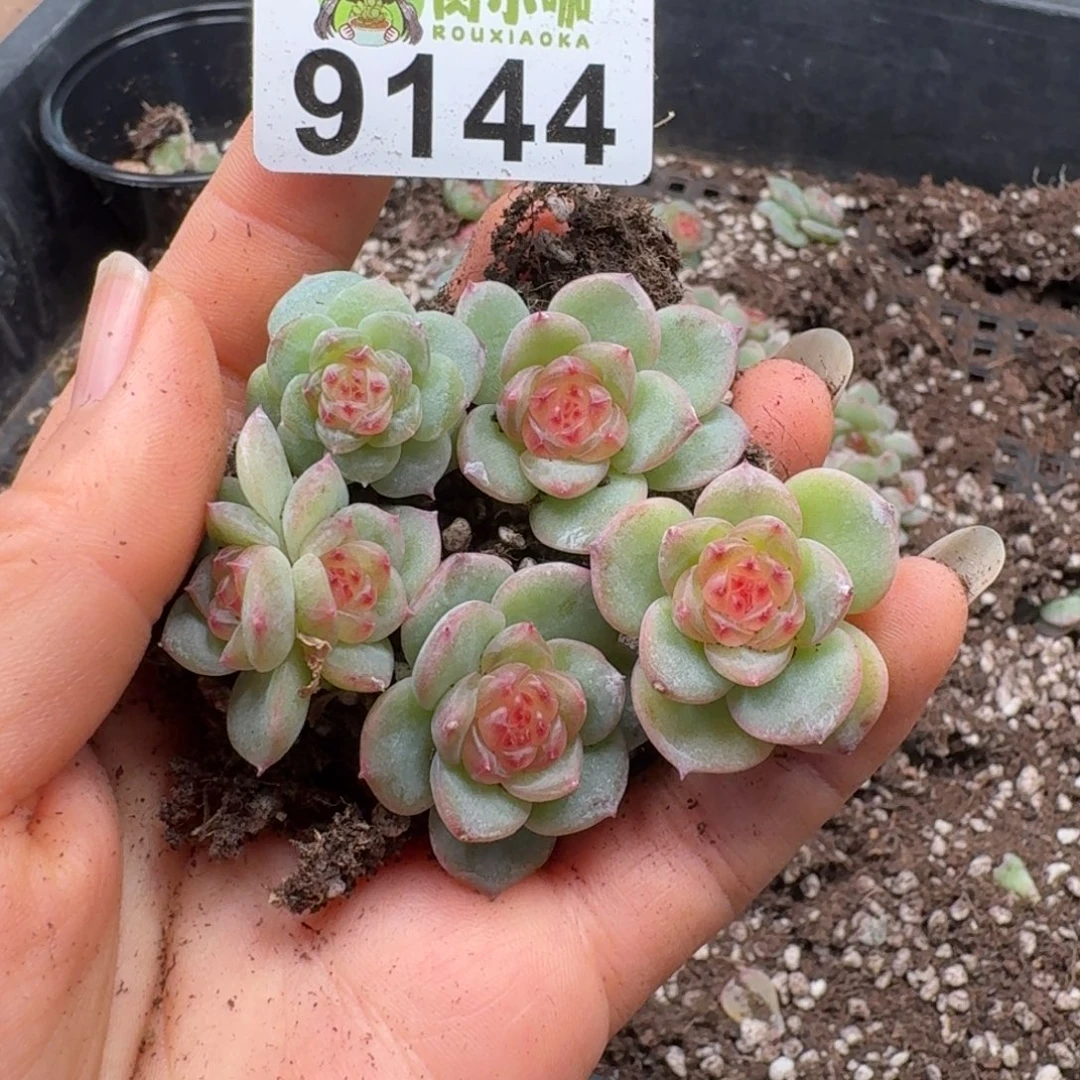 多肉植物多肉植物